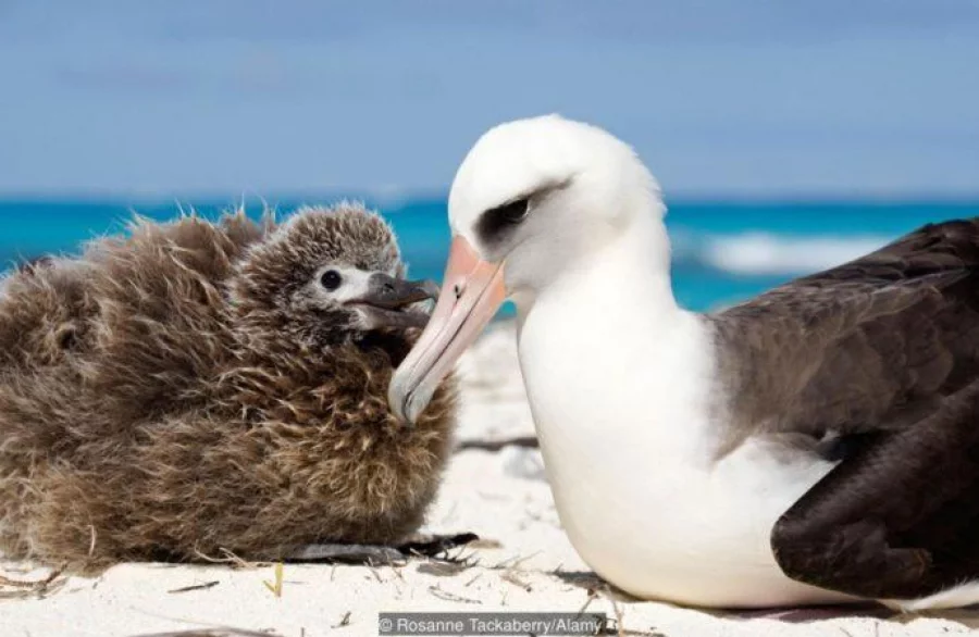 BE4PTA Laysan Albatross chick begging to be fed by parent, Midway Atoll