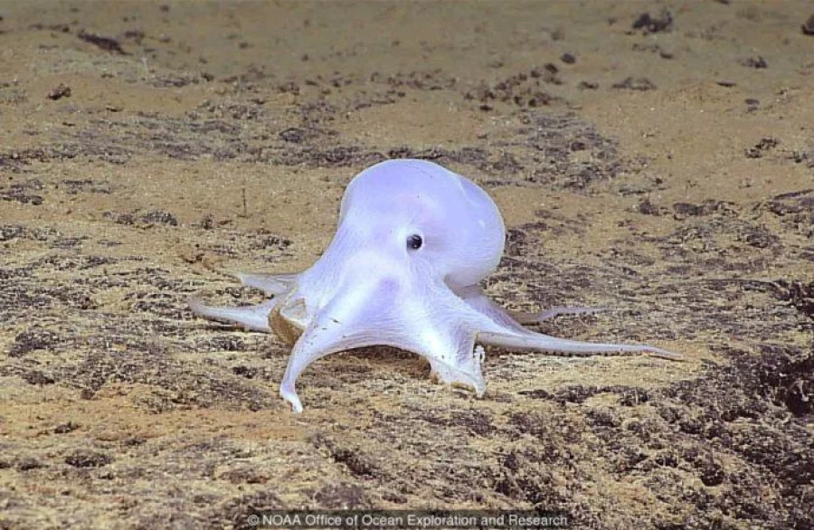 Hohonu Moana: Exploring Deep Waters off Hawaiʻi