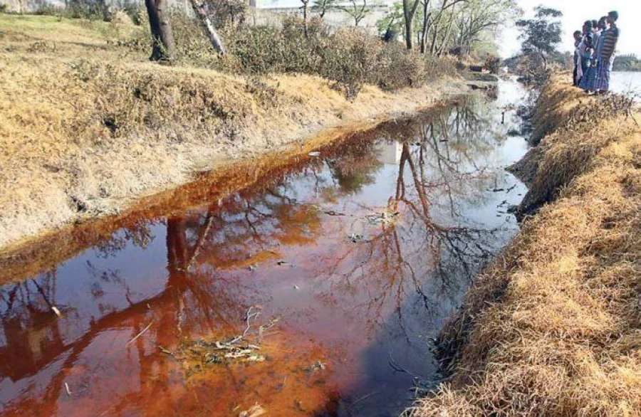 Water and leaves of surrounding areas turned yellow under the impact of ammonia gas emitted from DAP Fertiliser Company Ltd 