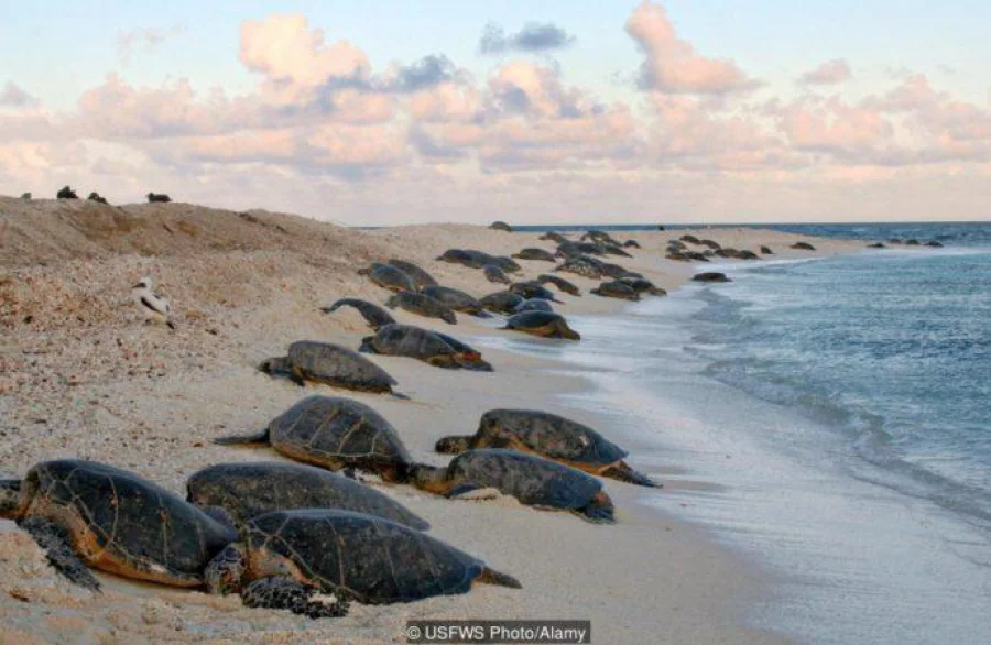 DPCP46 Green sea turtles come ashore to lay eggs at Midway Atoll National Wildlife Refuge June 29, 2005 in Midway Island, USA.