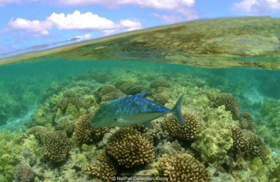 E3M10N Blue fin Trevally - Papahanaumokuakea Marine National Monument