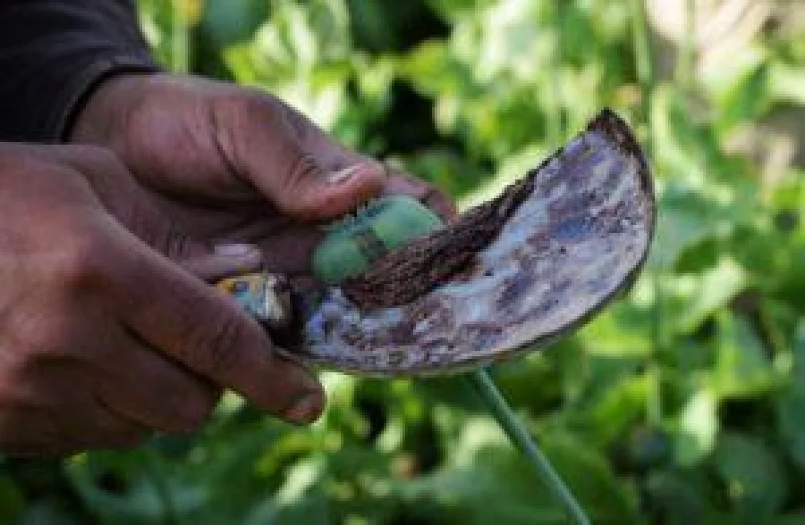 An Afghan farmer harvests opium sap from a poppy field in the Chaparhar district of Nangarhar province on April 19, 2016. Opium poppy cultivation in Afghanistan dropped 19 percent in 2015 compared to the previous year, according to figures from the Afghan Ministry of Counter Narcotics and United Nations Oiffce on Drugs and Crime. / AFP PHOTO / NOORULLAH SHIRZADA