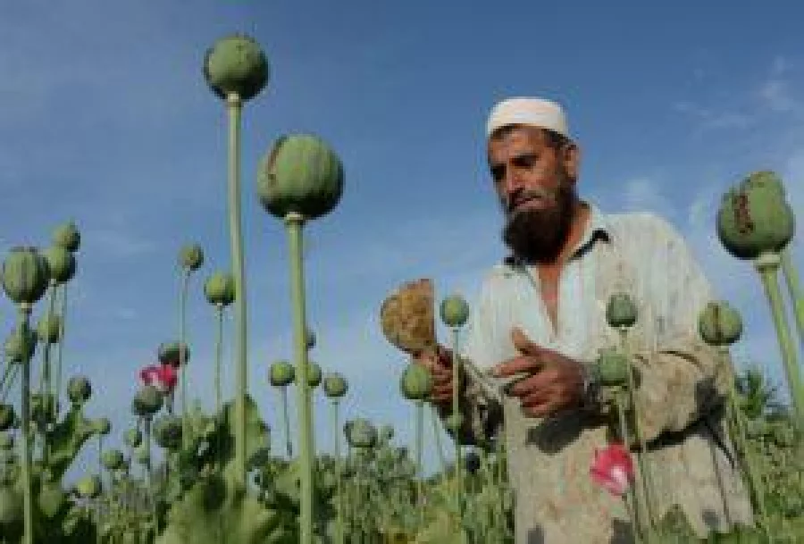 (FILES) In this photograph taken on April 19, 2016, an Afghan farmer harvests opium sap from a poppy field in the Chaparhar district of Nangarhar province. Afghanistan saw a 10 percent jump in opium cultivation this year, a sharp rise owing to favourable weather, growing insecurity and a drop in international support for counter-narcotics operations, the UN said October 23, 2016. / AFP PHOTO / NOORULLAH SHIRZADA