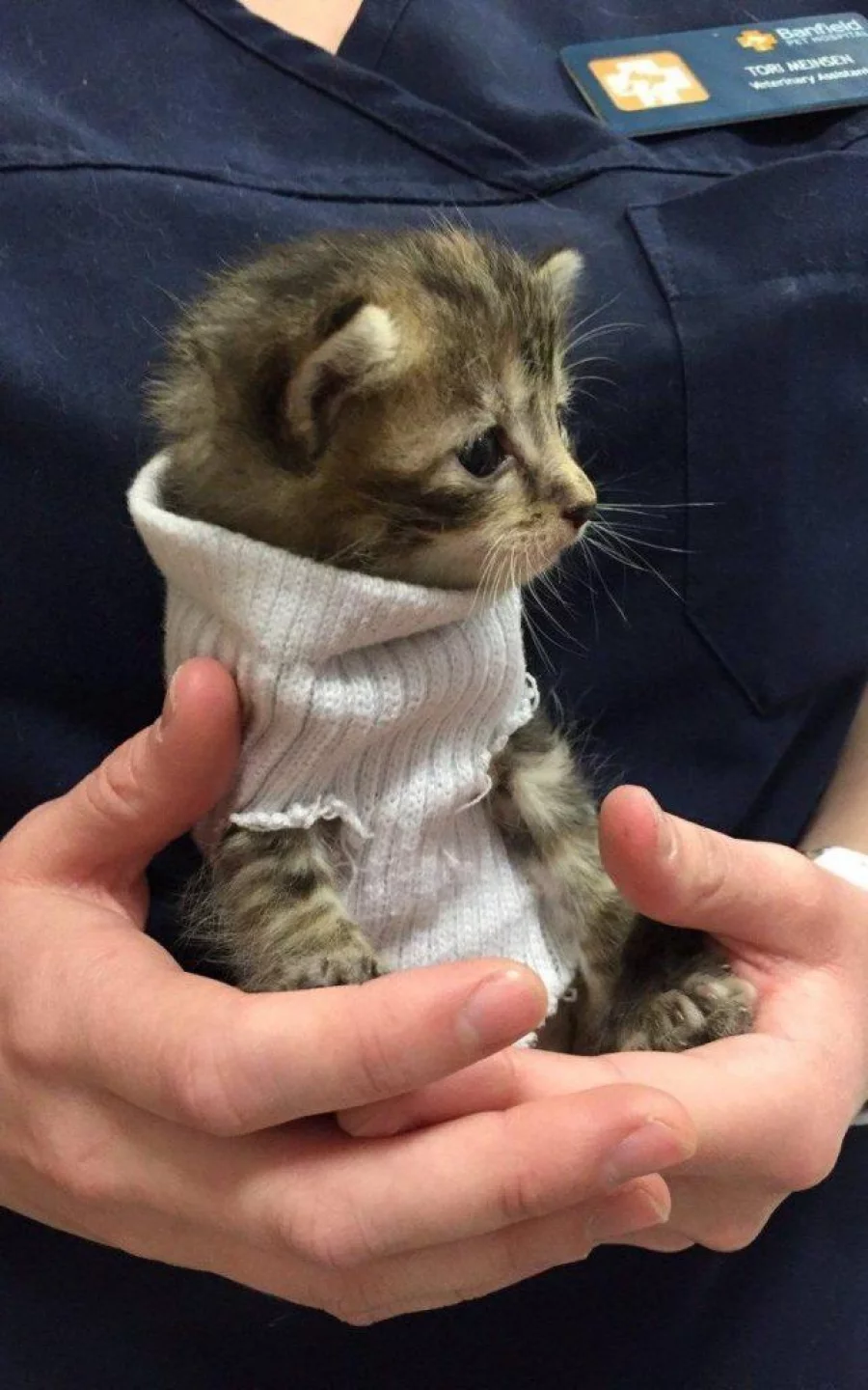 Kitten 