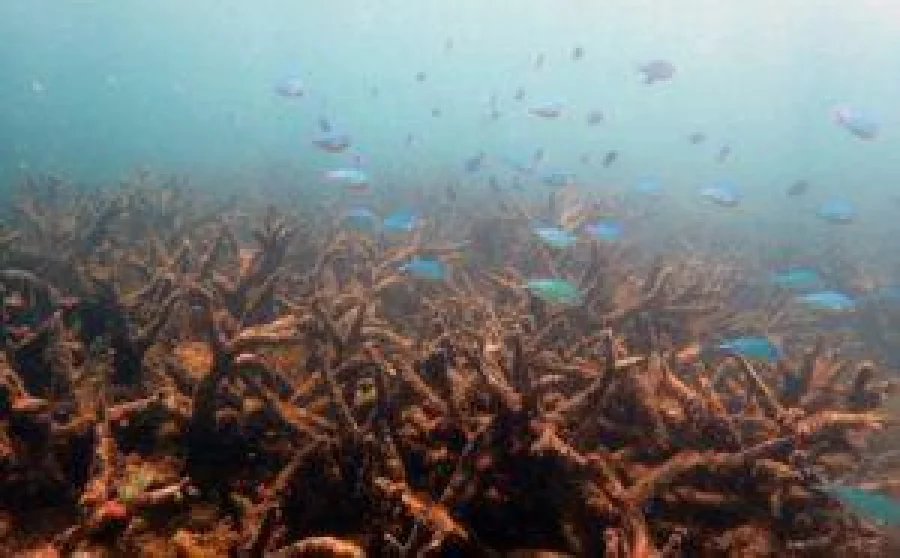 A undated handout photo received on November 29, 2016 from the ARC Centre of Excellence for Coral Reef Studies, shows staghorn corals killed by coral bleaching at Bourke Reef on the Great Barrier Reef off Northern Queensland following the bleaching event. 