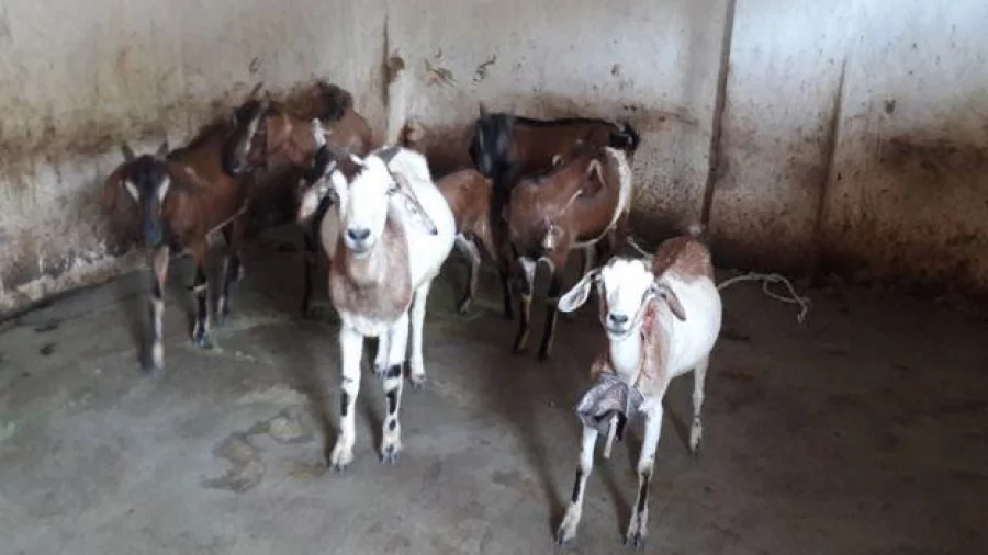 Kunwar Bai Yadav sold seven of her goats to raise money to build a toilet. Photo: BBC