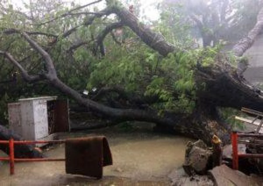 A ripped up tree lays across a street in Chennai as Cyclone Vardah approaches the Indian coast on December 12, 2016. India on December 12 started evacuating thousands of people from fishing villages as Cyclone Vardah barrelled towards its southeastern coast at speeds of more than 100 kilometres (62 miles) per hour. / AFP PHOTO / -