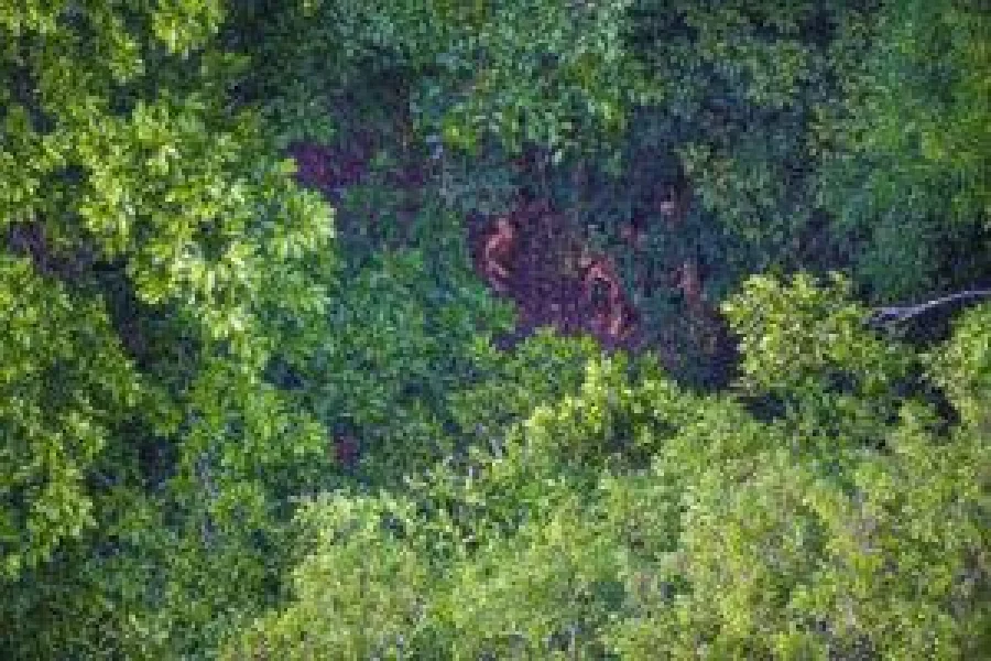 Men from the tribe watch the helicopter warily from the jungle floor. THE GUARDIAN