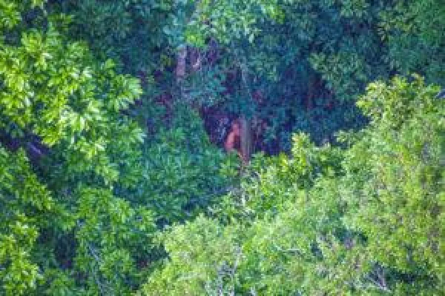 The dense Amazonian foliage usually provides ideal cover. THE GUARDIAN