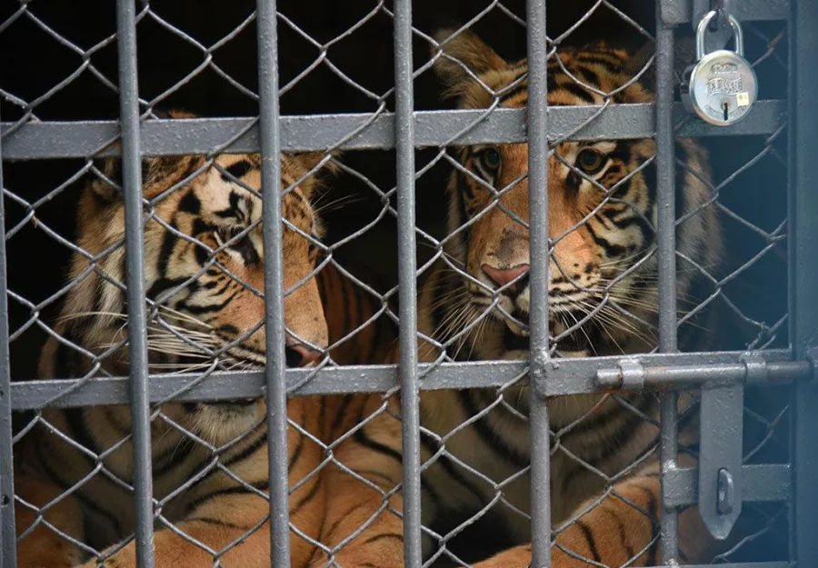 The majestic Royal Bengal Tiger couple are formally introduced to the adoring visitors at the Chittagong zoo in city’s Foy’s Lake area on Friday Rabin Chowdhury/Dhaka Tribune
