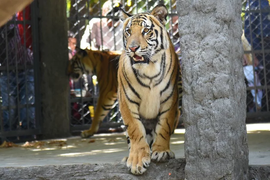 Ctg_Bengal-tigers_Body-2