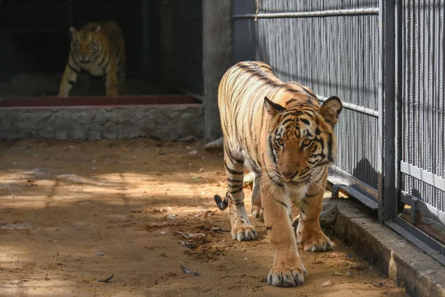 The majestic Royal Bengal Tiger couple are formally introduced to the adoring visitors at the Chittagong zoo in city’s Foy’s Lake area on Friday Rabin Chowdhury/Dhaka Tribune
