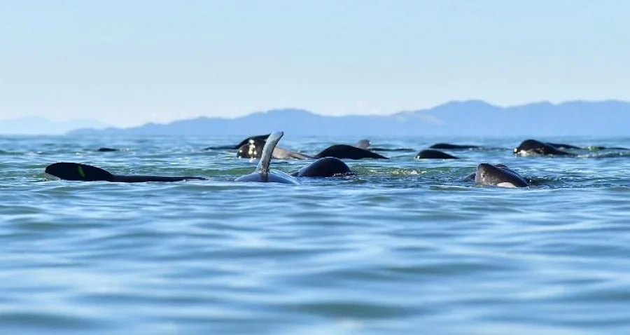 This picture taken on February 11, 2017 shows pilot whales after they were guided to deeper water following a mass stranding at Farewell Spit. Most of the more than 200 whales who became stranded on New Zealand's notorious Farewell Spit on the weekend have been able to refloat themselves, conservation officials said on February 12 AFP