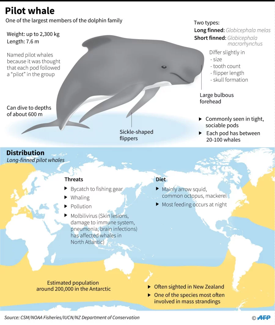 Pilot_Whales_Factfile