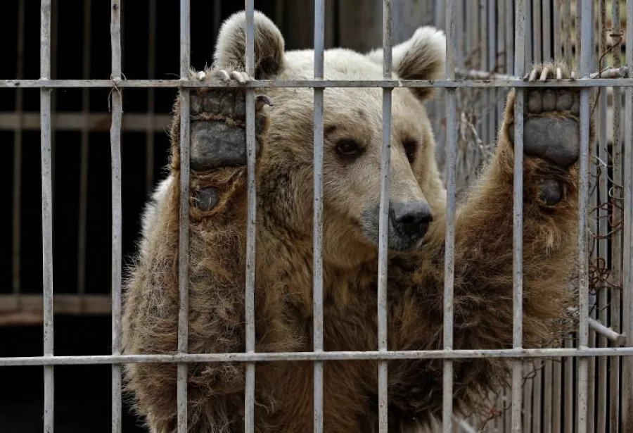 (FILES) This file photo taken on March 28, 2017 shows Lula, an abandoned bear, in a cage at Muntazah al-Nour zoo in Mosul as the international animal welfare charity "Four Paws" tried to evacuate the animals left at the zoo. Lula and Simba the lion, the only survivors of the war ravaged zoo, were finally evacuated to Jordan by a team of vets on April 10, 2017. / AFP PHOTO / AHMAD GHARABLI