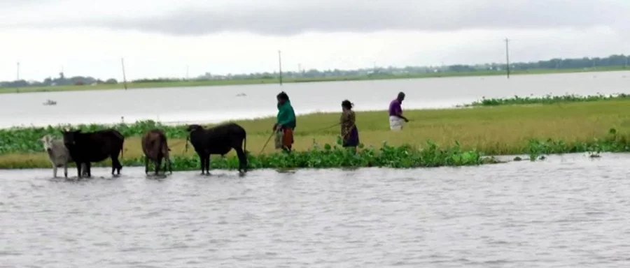 Flash flood in Kishoreganj DHAKA TRIBUNE