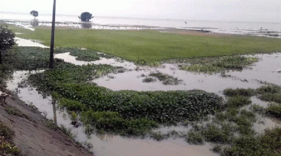 Paddy fields in Moulvibazar are submerged after flash flood in early April DHAKA TRIBUNE