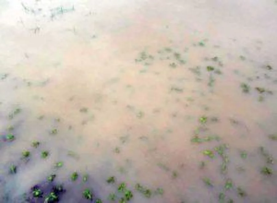 Jute plants have been submerged by flood water in Rajbari DHAKA TRIBUNE