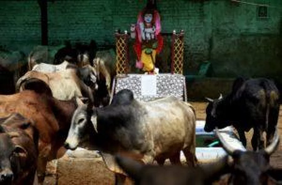 In this photograph taken on April 24, 2017, a statue of the Hindu god Lord Krishna is seen at a cow shelter in the Indian capital New Delhi AFP