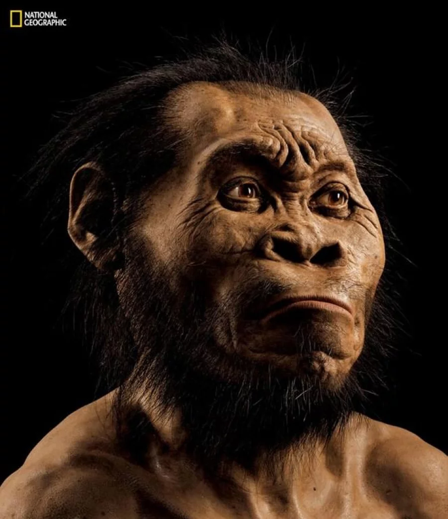 This March 2015 photo provided by National Geographic from their October 2015 issue and made available on September 10, 2015 shows a reconstruction of a Homo naledi face by paleoartist John Gurche at his studio in Trumansburg. The fossilised bones of 15 members of a previously unknown branch of the human family tree have been discovered in a cave in South Africa, scientists said on September 10, 2015, hailing the find as a breakthrough in evolution research. About 1,500 fossils were found deep in a cave system outside Johannesburg, hidden in a chamber only accessible via several steep climbs and narrow rock crevasses. The hominid -- described as a "new species" of human -- has been named Homo naledi after the "Rising Star" cave where the bones were found. Naledi means "star" in Sesotho, a local South African language.    AFP PHOTO/HO/NATIONAL GEOGRAPHIC/MARK THIESSEN = RESTRICTED TO EDITORIAL USE - MANDATORY CREDIT "AFP PHOTO / NATIONAL GEOGRAPHIC  / MARK THIESSEN" - NO MARKETING - NO ADVERTISING CAMPAIGNS - IMAGE MUST INCLUDE NATIONAL GEOGRAPHIC LOGO - CROPPING NOT PERMITTED - DISTRIBUTED AS A SERVICE TO CLIENTS = / AFP PHOTO / NATIONAL GEOGRAPHIC / MARK THIESSEN