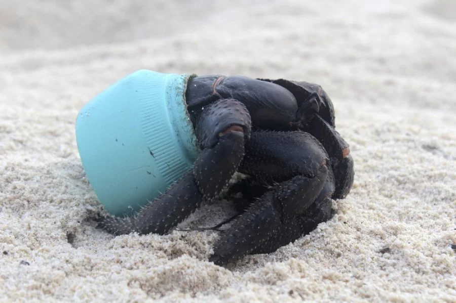 In this 2015 photo provided by Jennifer Lavers, a crab uses as shelter a piece of plastic debris on the beach on Henderson Island. When researchers traveled to the tiny, uninhabited island in the middle of the Pacific Ocean, they were astonished to find an estimated 38 million pieces of trash washed up on the beaches. (Jennifer Lavers via AP) 