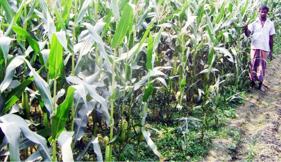 Bangaldesh grows only half of the maize it needs, importing the rest, which means rising demand could mean rising prices Dhaka Tribune