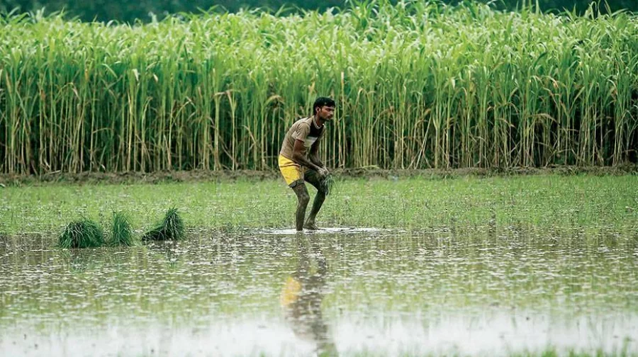More demand for maize and for land to grow it will hamper staple food production since Bangladesh suffers from acute farmland scarcity Reuters