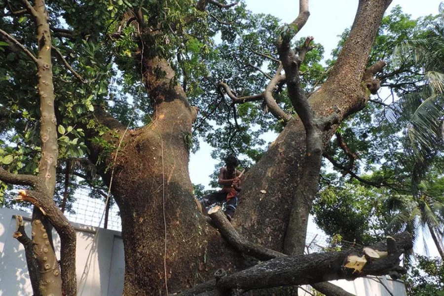One of the age-old giant trees before being chopped off DHAKA TRIBUNE
