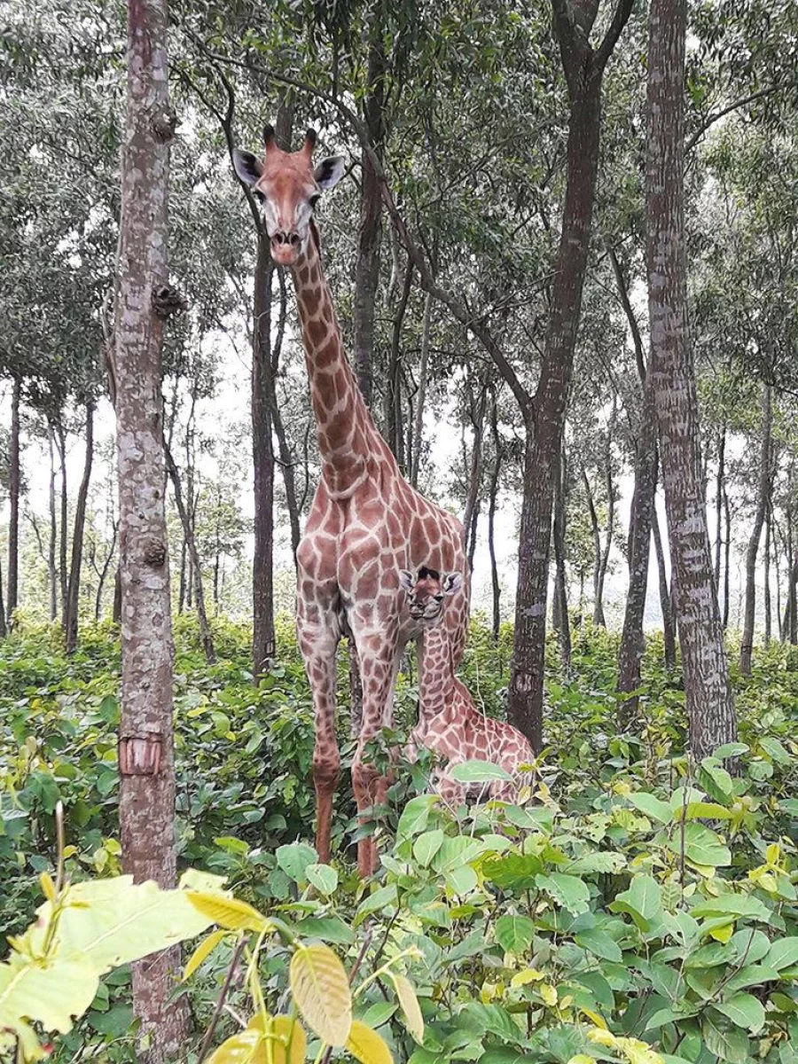 Baby Giraffe1