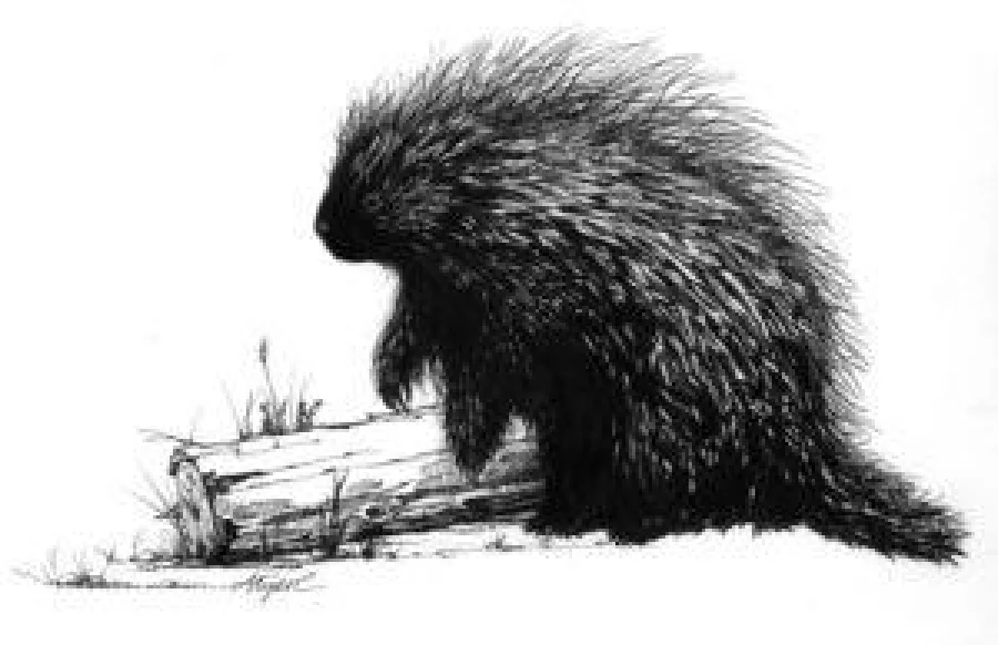 Porcupine