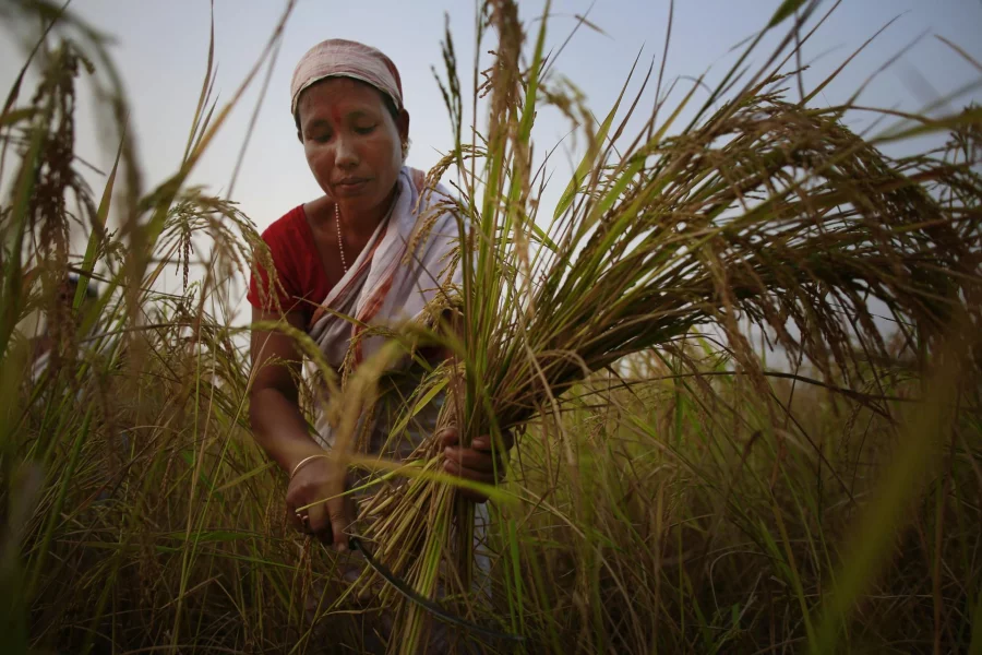 FILE - In this Nov. 13, 2014, file photo, a woman harvests paddy in a paddy field on the outskirts of Gauhati, India, one of the world's largest grain exporters. A report by the Asia Development Bank on Friday, July 14, 2017, says Asia will endure extreme heat, rising sea levels, growing losses from severe weather and increasing food insecurity in coming decades as climate change raises temperatures and alters weather patterns across the globe. (AP Photo/Anupam Nath, File)