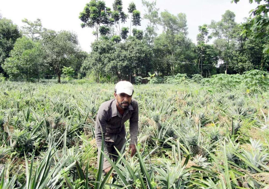 More and more farmers are resorting to the use of chemicals, as organically grown pineapples cannot compete with chemically grown alternatives MOHAMMED AFZAL HOSSAIN/DHAKA TRIBUNE 