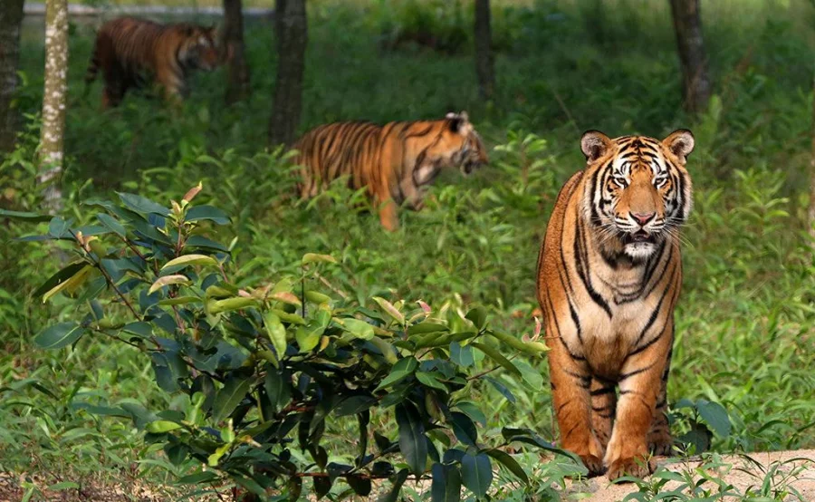 According to the previous tiger census, the population of tigers in the Sundarbans stood at 106 in 2015 - a sharp drop from 440 in 2004 Photo: Syed Zakir Hossain