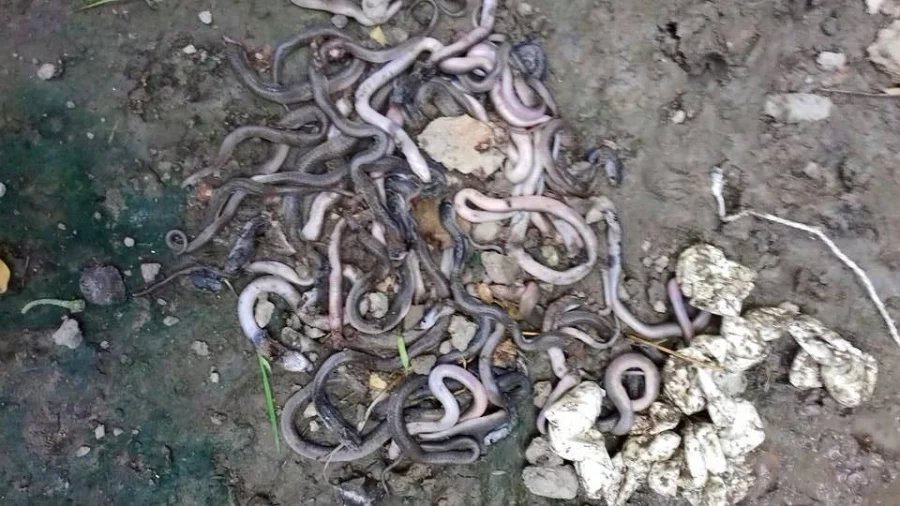 These cobras, which came out of a Rajshahi's Tanore upazila kitchen, were beaten to death by house owner and the locals Dhaka Tribune
