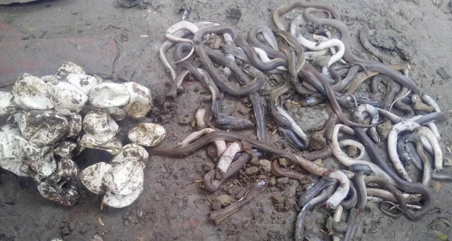 Terrified villagers have beaten all those snakes to death and damaged the eggs as well in Satkhira/ Dhaka Tribune