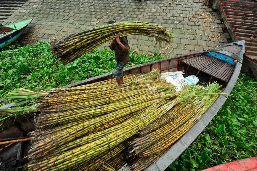 According to Bangladesh Department of Agricultural Extension, the country is producing half the amount of sugarcane it used to produce two decades ago Nashirul Islam
