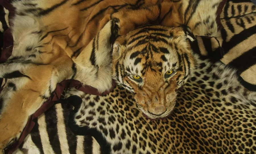 Tiger and other skins confiscated at Heathrow Airport. United Kingdom