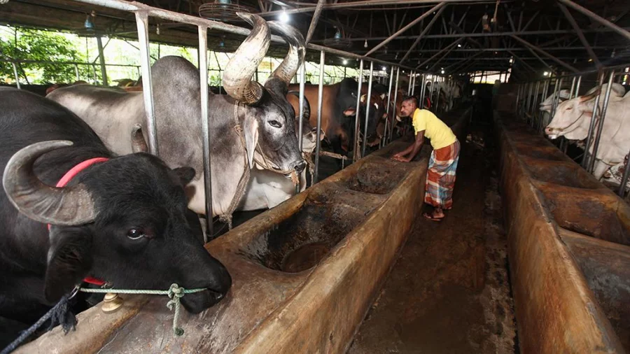 During the last three years, the local farmers got fair prices due to the bar on the Indian cattle Rajib Dhar