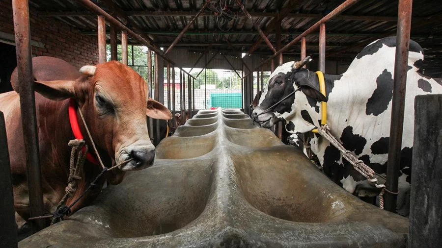 DLS data shows that there are 525,000 farms across the country in which 54.6 million animals are raised and 11.6 million of them are raised for Eid-ul-Azha Rajib Dhar