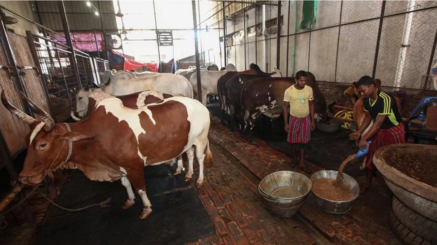Official figures show local farmers have grown a sufficient number of cattle against the season's demand Rajib Dhar