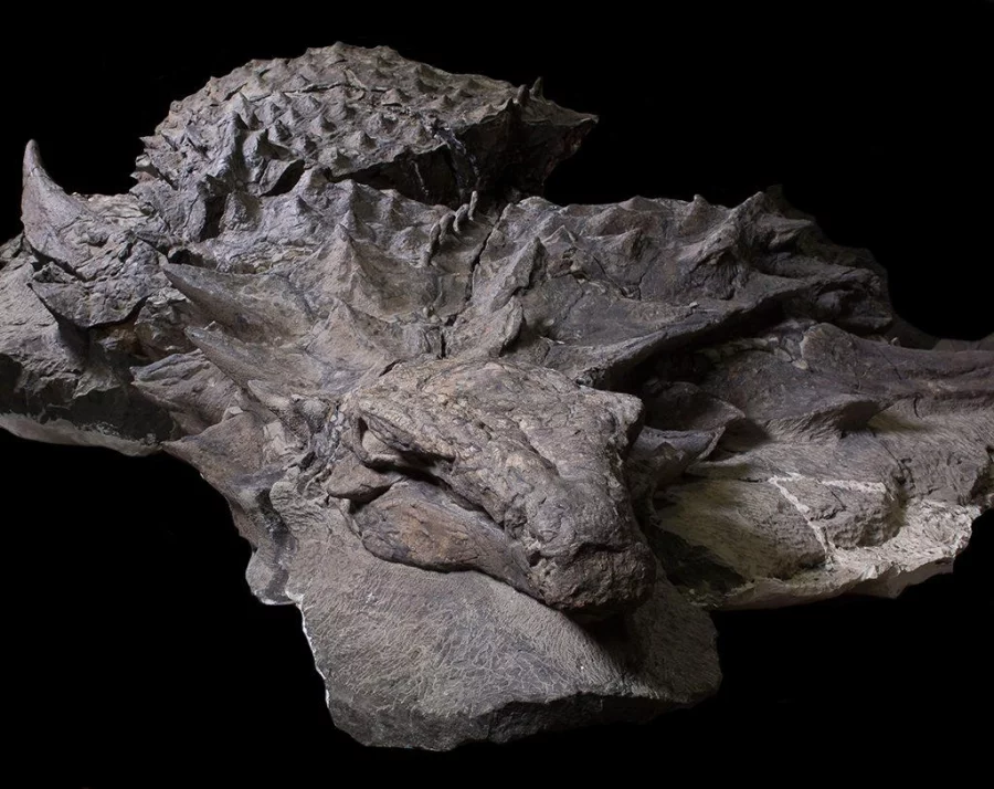 An analysis of the 5.5 m specimen's form, complete with fully armored skin, suggests the creature had predators, despite the fact that it was the "dinosaur equivalent of a tank," weighing in at more than 1,300 kg AFP PHOTO /Royal Tyrrell Museum of Paleontology