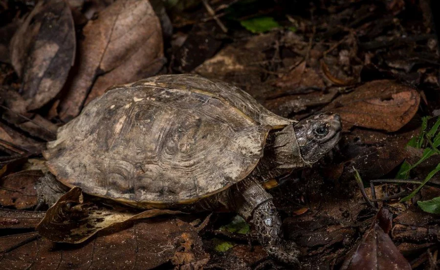 World Turtle Day: Conserving the Asian giant tortoise