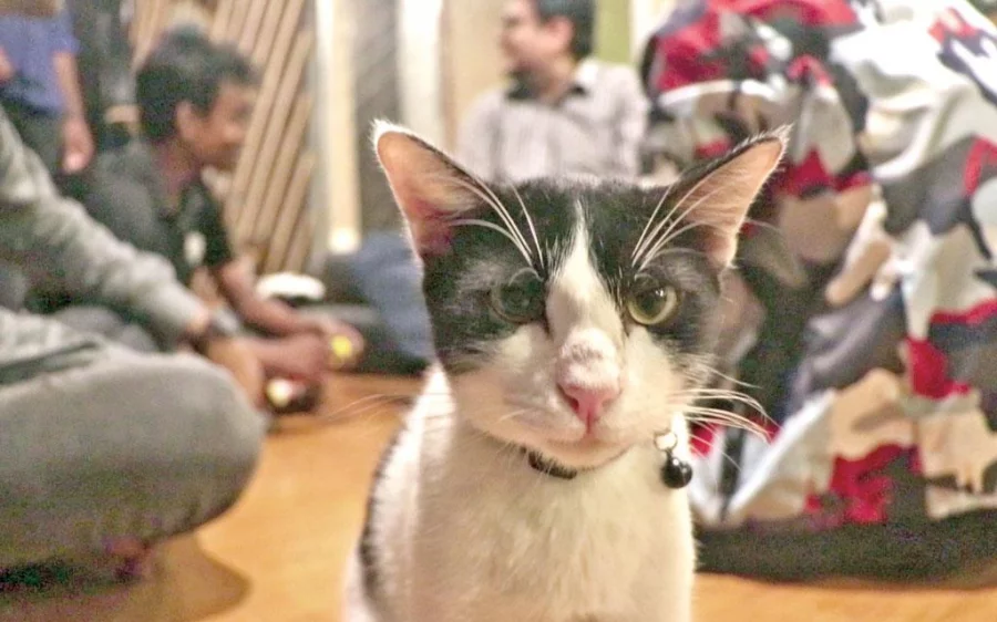 Have you been to the cat cafe?