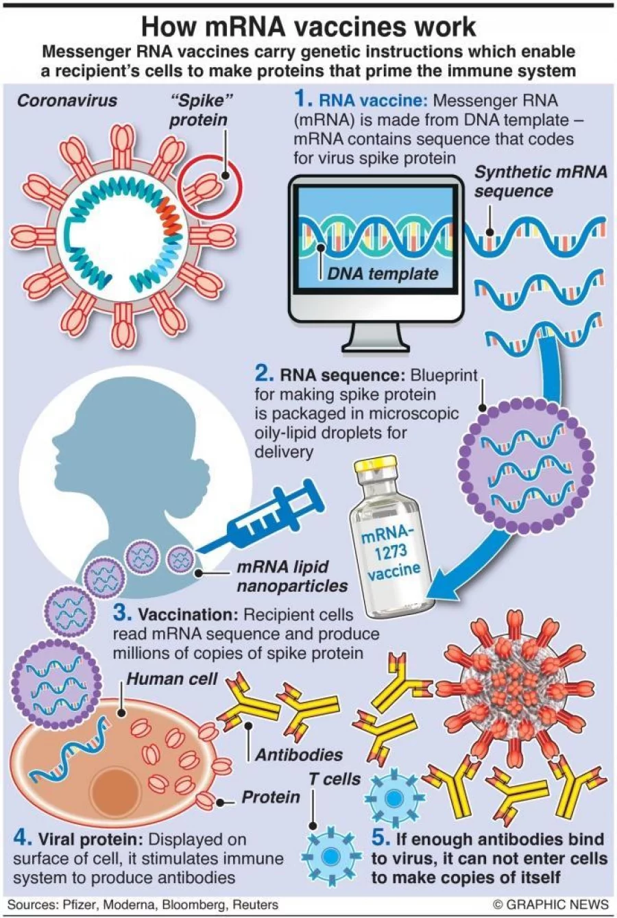 Infographic: How mRNA vaccines work