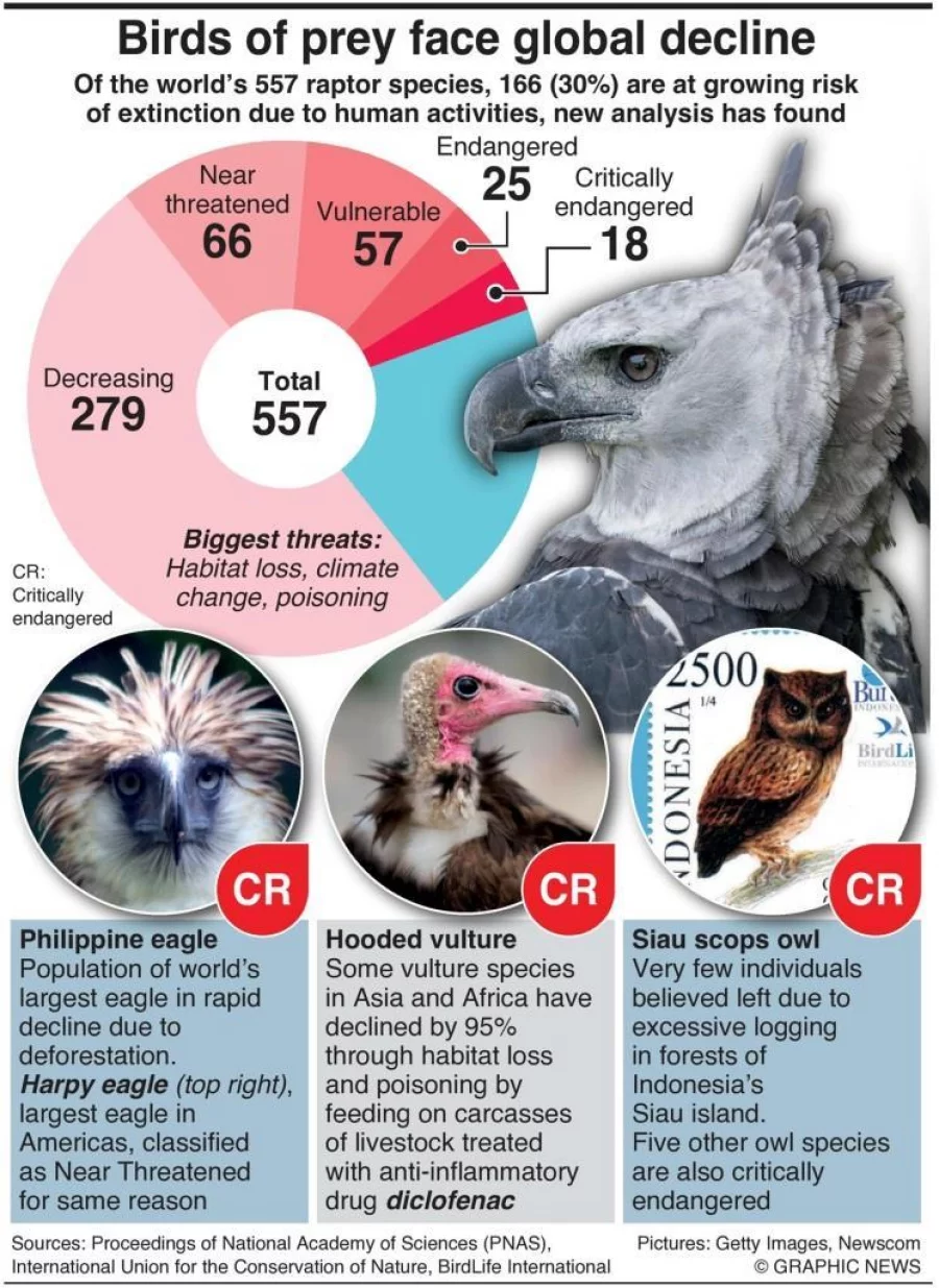 Birds of Prey: a printable raptor unit study