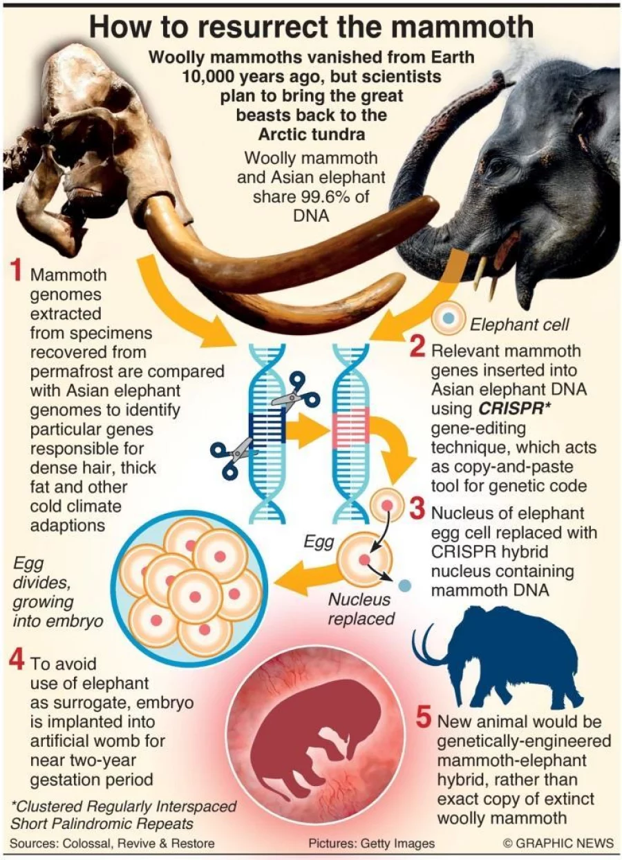 Infographic: Scientists plan to bring back mammoth