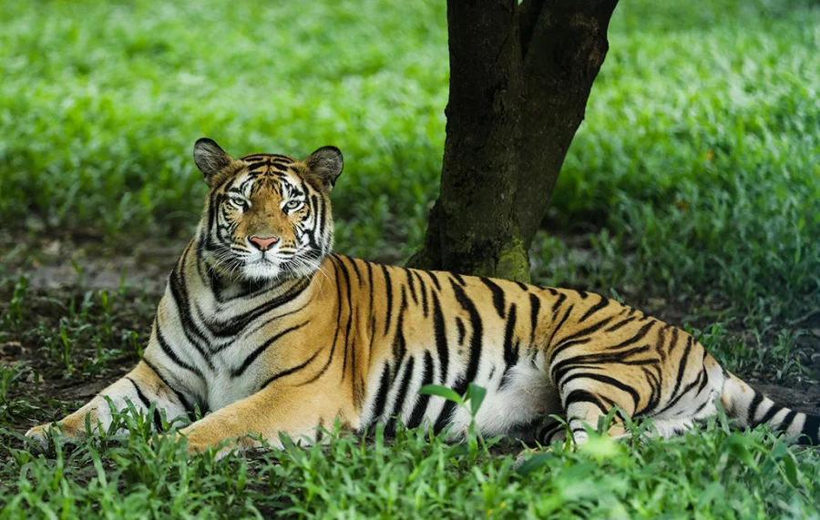 Tiger census in Sundarbans likely to begin in last week of November