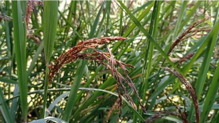 Medicinal black rice now popular in Rajbari