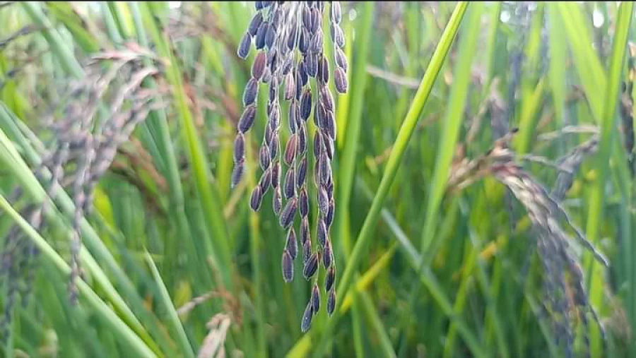 Medicinal black rice now popular in Rajbari