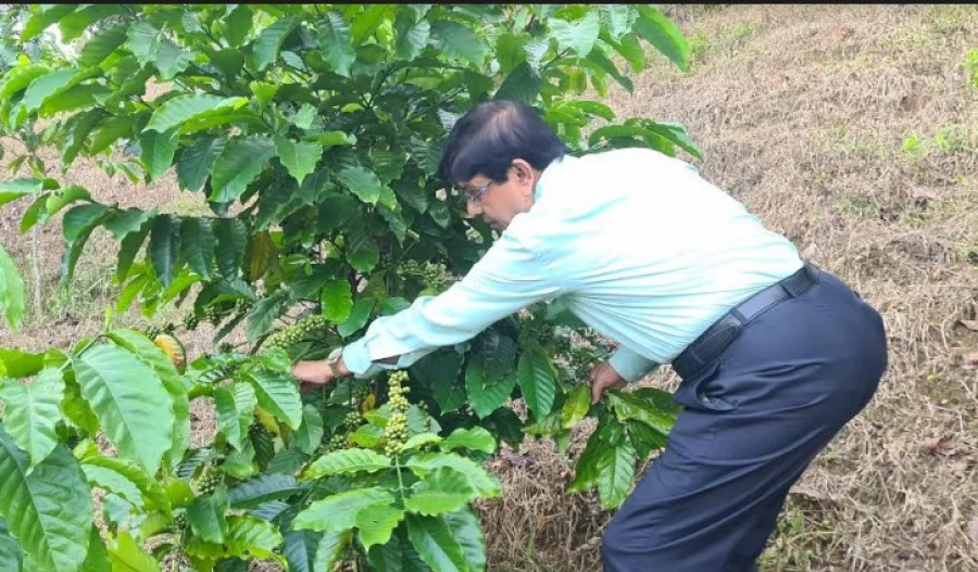 Coffee to become Sylhet's next signature product